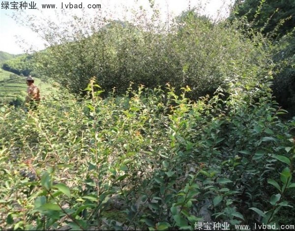 <a href='http://m.zishuwang.com.cn/linmuzhongzi/1754.html' target='_blank'>垂絲海棠種子</a>