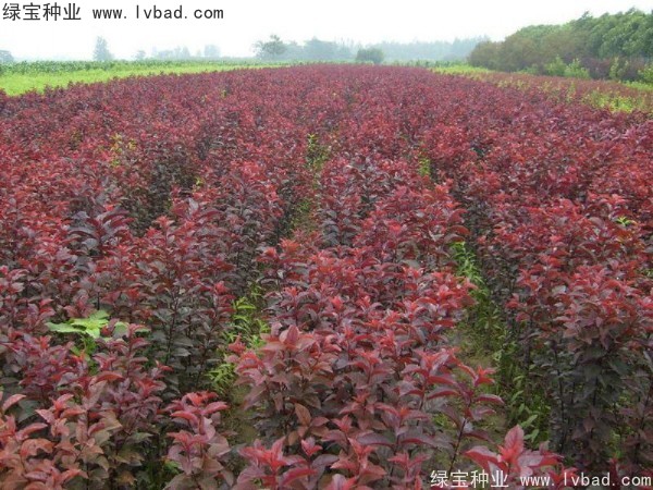 <a href='http://m.zishuwang.com.cn/linmuzhongzi/1756.html' target='_blank'>紅葉李種子</a>