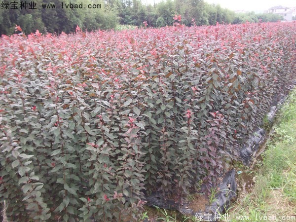 <a href='http://m.zishuwang.com.cn/linmuzhongzi/1756.html' target='_blank'>紅葉李</a><a href='http://m.zishuwang.com.cn/' target='_blank'>種子</a>