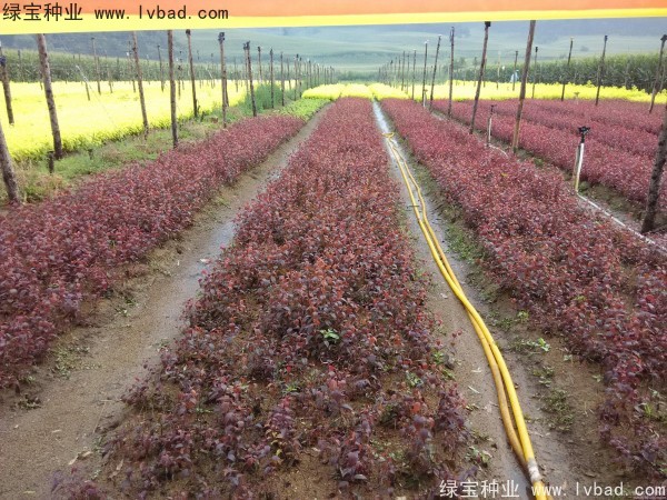 <a href='http://m.zishuwang.com.cn/linmuzhongzi/1756.html' target='_blank'>紅葉李種子</a>