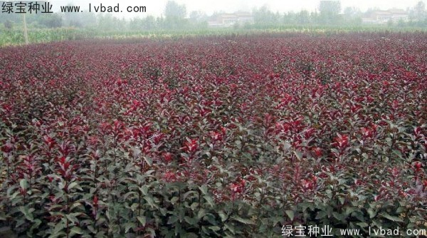 紅葉李<a href='http://m.zishuwang.com.cn/' target='_blank'>種子</a>