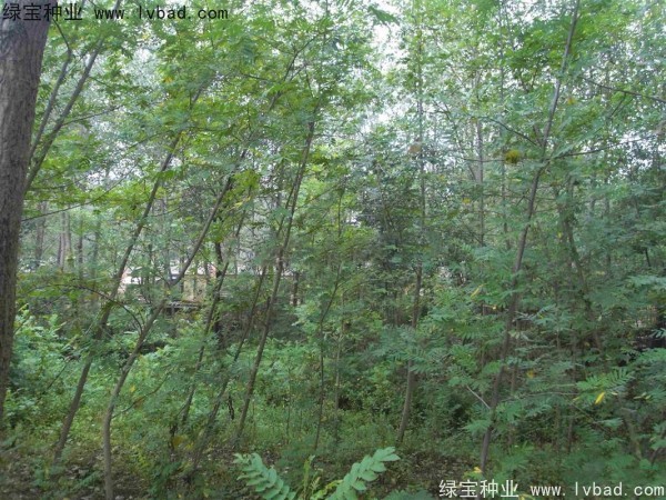 <a href='http://m.zishuwang.com.cn/linmuzhongzi/1763.html' target='_blank'>楓楊種子</a>