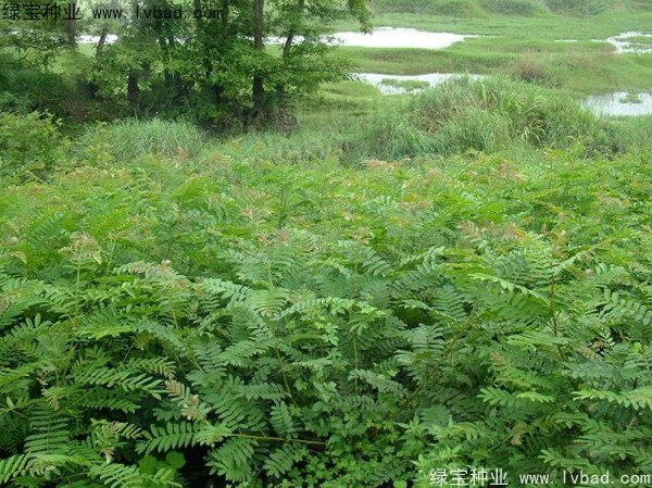 楓楊<a href='http://m.zishuwang.com.cn/' target='_blank'>種子</a>