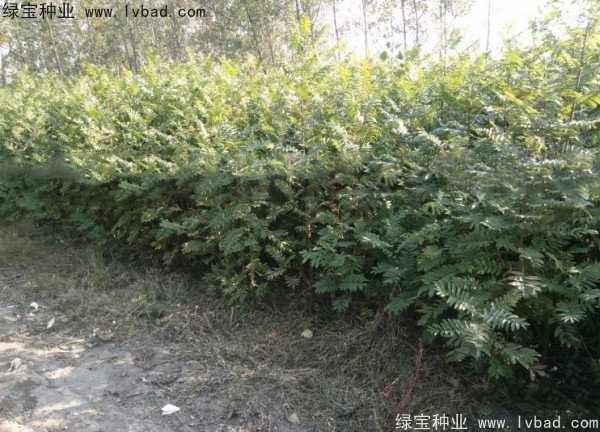 <a href='http://m.zishuwang.com.cn/linmuzhongzi/1763.html' target='_blank'>楓楊種子</a>