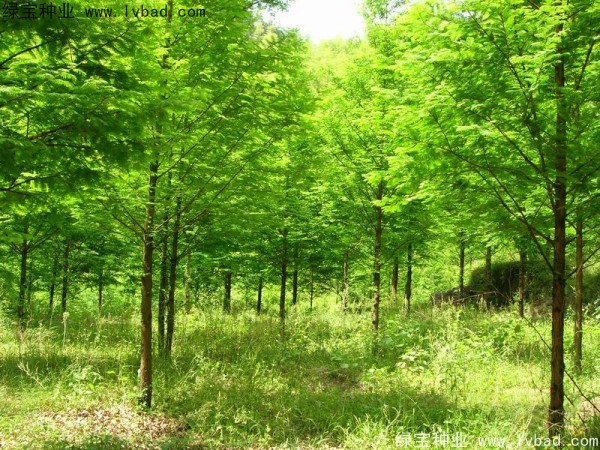 楓楊<a href='http://m.zishuwang.com.cn/' target='_blank'>種子</a>