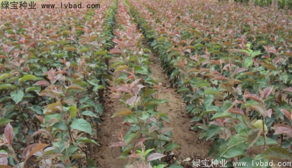 <a href='http://m.zishuwang.com.cn/linmuzhongzi/1766.html' target='_blank'>海棠種子</a>
