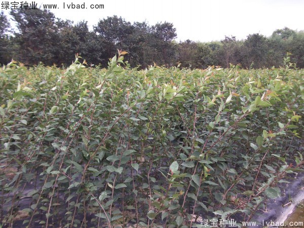 <a href='http://m.zishuwang.com.cn/linmuzhongzi/1766.html' target='_blank'>海棠種子</a>