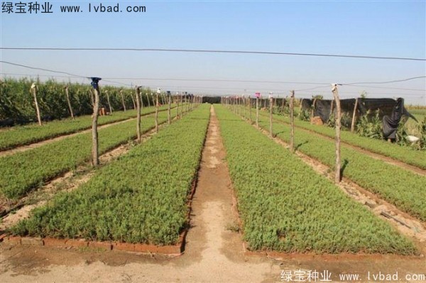 <a href='http://m.zishuwang.com.cn/linmuzhongzi/1767.html' target='_blank'>檜柏種子</a>