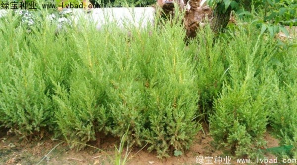 <a href='http://m.zishuwang.com.cn/linmuzhongzi/1767.html' target='_blank'>檜柏種子</a>
