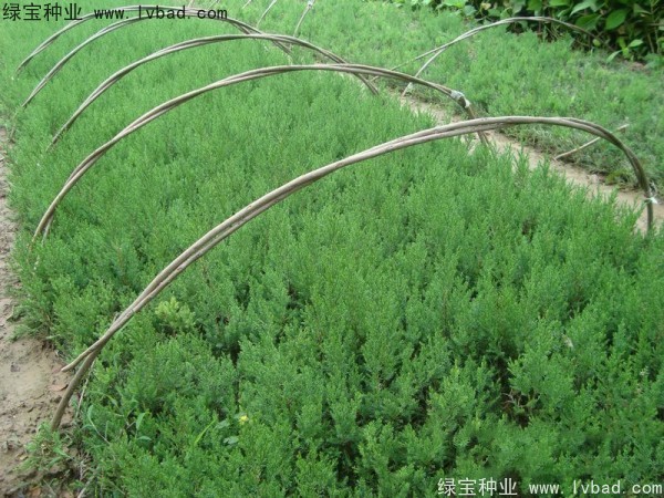 <a href='http://m.zishuwang.com.cn/linmuzhongzi/1767.html' target='_blank'>檜柏</a><a href='http://m.zishuwang.com.cn/' target='_blank'>種子</a>