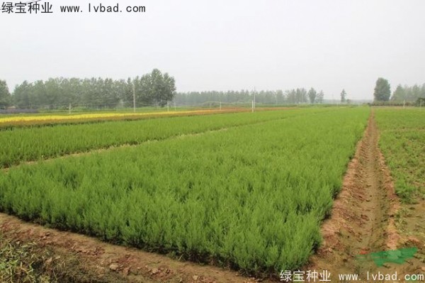 <a href='http://m.zishuwang.com.cn/linmuzhongzi/1767.html' target='_blank'>檜柏</a><a href='http://m.zishuwang.com.cn/' target='_blank'>種子</a>