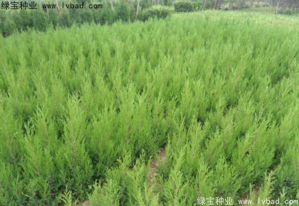 檜柏<a href='http://m.zishuwang.com.cn/' target='_blank'>種子</a>