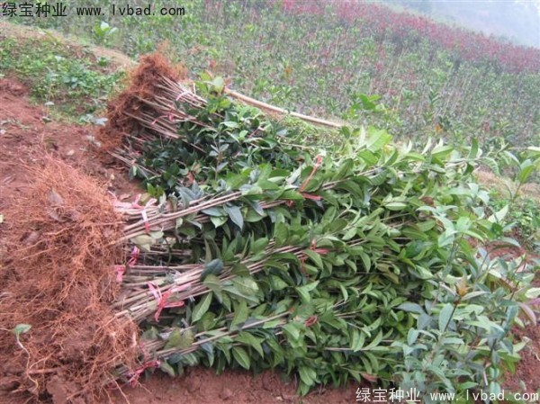 <a href='http://m.zishuwang.com.cn/linmuzhongzi/1768.html' target='_blank'>桂花種子</a>