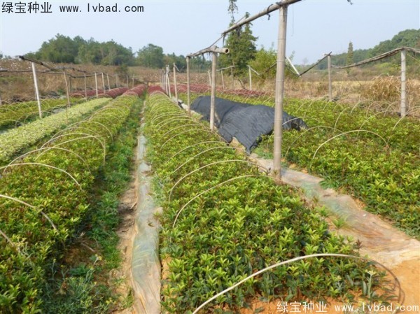 <a href='http://m.zishuwang.com.cn/linmuzhongzi/1768.html' target='_blank'>桂花</a><a href='http://m.zishuwang.com.cn/' target='_blank'>種子</a>