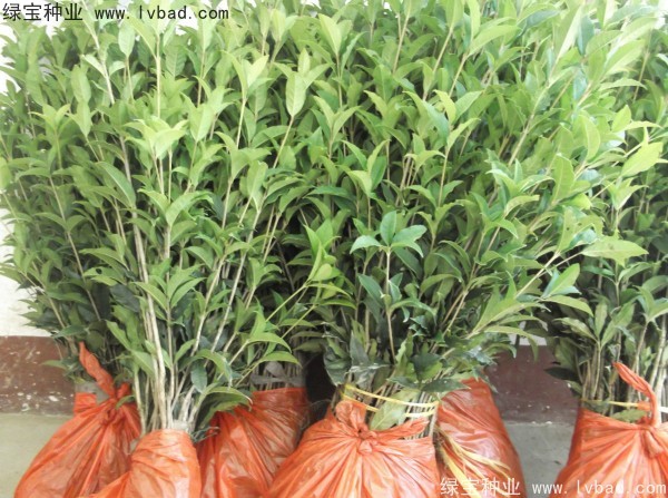 <a href='http://m.zishuwang.com.cn/linmuzhongzi/1768.html' target='_blank'>桂花種子</a>