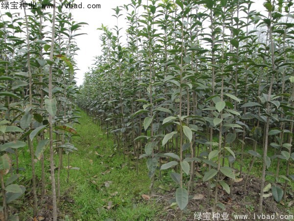 <a href='http://m.zishuwang.com.cn/linmuzhongzi/1768.html' target='_blank'>桂花種子</a>