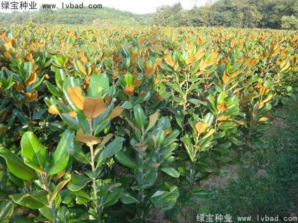 廣<a href='http://m.zishuwang.com.cn/linmuzhongzi/1813.html' target='_blank'>玉蘭種子</a>