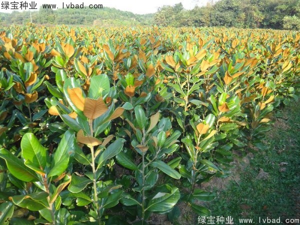 <a href='http://m.zishuwang.com.cn/linmuzhongzi/1770.html' target='_blank'>廣玉蘭種子</a>