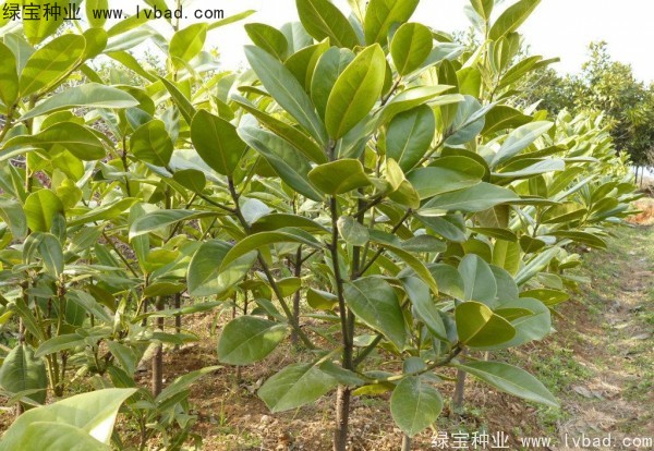<a href='http://m.zishuwang.com.cn/linmuzhongzi/1770.html' target='_blank'>廣玉蘭種子</a>