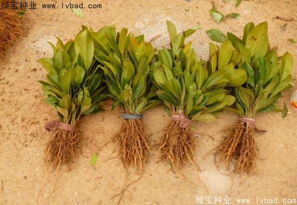 <a href='http://m.zishuwang.com.cn/linmuzhongzi/1770.html' target='_blank'>廣玉蘭種子</a>