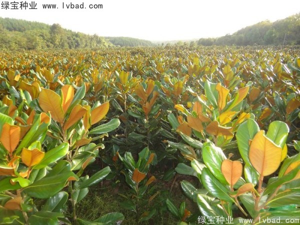 廣<a href='http://m.zishuwang.com.cn/linmuzhongzi/1813.html' target='_blank'>玉蘭</a><a href='http://m.zishuwang.com.cn/' target='_blank'>種子</a>