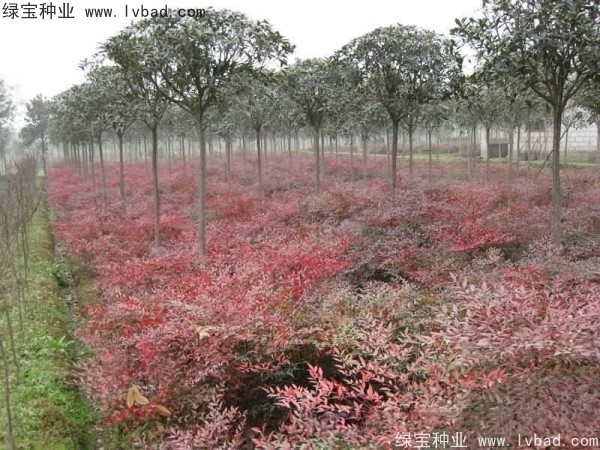 <a href='http://m.zishuwang.com.cn/linmuzhongzi/1772.html' target='_blank'>南天竹種子</a>
