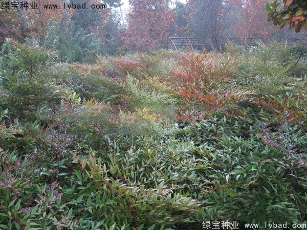 <a href='http://m.zishuwang.com.cn/linmuzhongzi/1772.html' target='_blank'>南天竹種子</a>