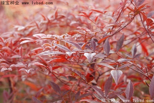 <a href='http://m.zishuwang.com.cn/linmuzhongzi/1772.html' target='_blank'>南天竹</a><a href='http://m.zishuwang.com.cn/' target='_blank'>種子</a>