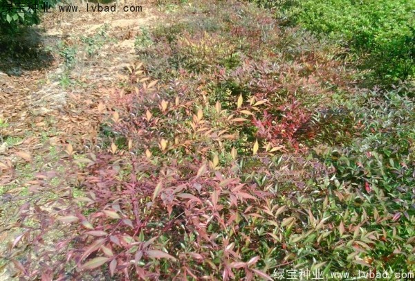 <a href='http://m.zishuwang.com.cn/linmuzhongzi/1772.html' target='_blank'>南天竹種子</a>