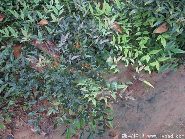 南天竹<a href='http://m.zishuwang.com.cn/' target='_blank'>種子</a>