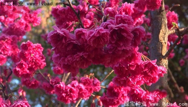 櫻花<a href='http://m.zishuwang.com.cn/' target='_blank'>種子</a>