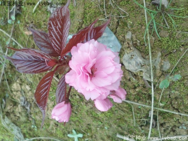 <a href='http://m.zishuwang.com.cn/linmuzhongzi/1777.html' target='_blank'>櫻花種子</a>