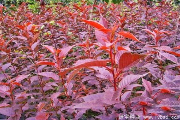 <a href='http://m.zishuwang.com.cn/linmuzhongzi/1777.html' target='_blank'>櫻花種子</a>