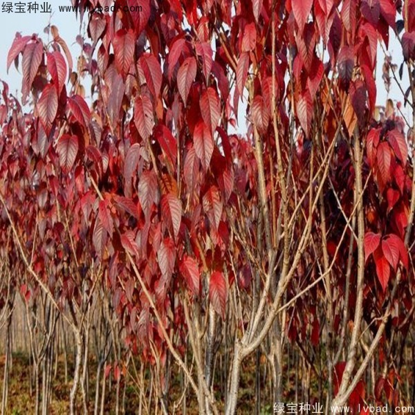 櫻花<a href='http://m.zishuwang.com.cn/' target='_blank'>種子</a>