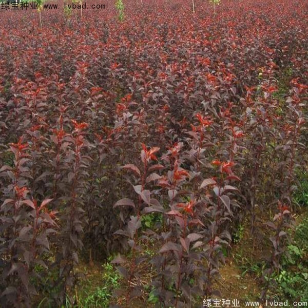<a href='http://m.zishuwang.com.cn/linmuzhongzi/1777.html' target='_blank'>櫻花種子</a>
