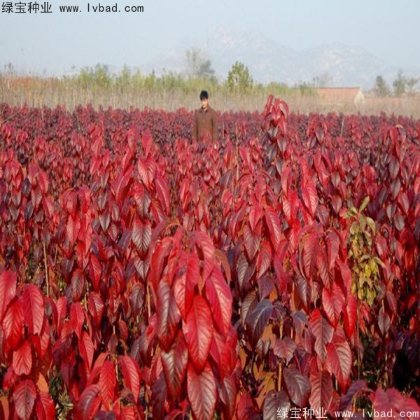 櫻花<a href='http://m.zishuwang.com.cn/' target='_blank'>種子</a>