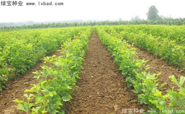 <a href='http://m.zishuwang.com.cn/linmuzhongzi/1778.html' target='_blank'>銀杏種子</a>