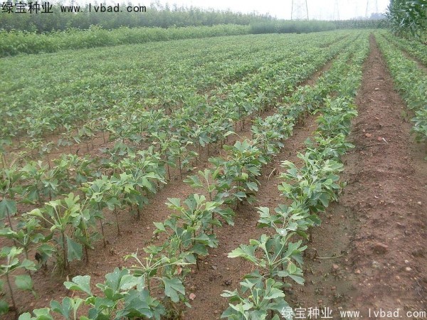 銀杏<a href='http://m.zishuwang.com.cn/' target='_blank'>種子</a>