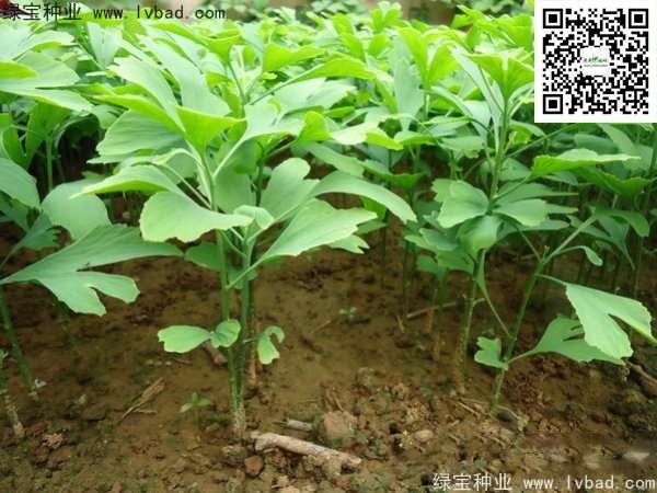 <a href='http://m.zishuwang.com.cn/linmuzhongzi/1778.html' target='_blank'>銀杏種子</a>
