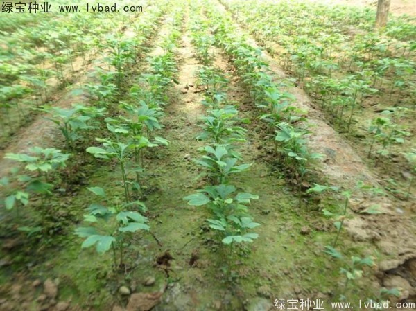 <a href='http://m.zishuwang.com.cn/linmuzhongzi/1778.html' target='_blank'>銀杏種子</a>