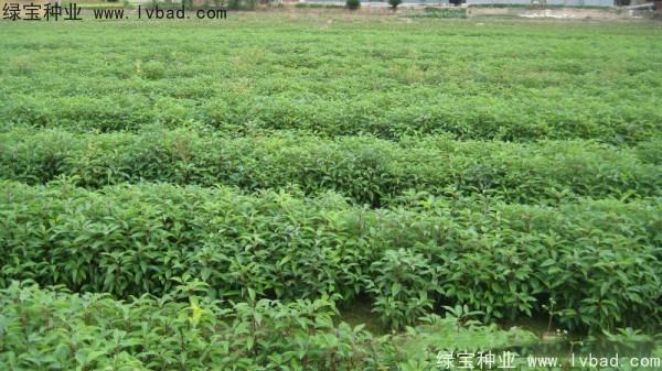 香樟樹<a href='http://m.zishuwang.com.cn/' target='_blank'>種子</a>