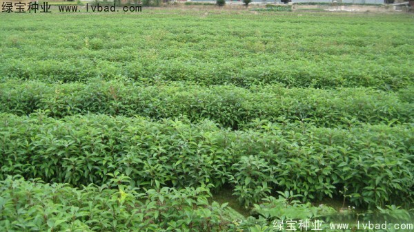香樟樹<a href='http://m.zishuwang.com.cn/' target='_blank'>種子</a>