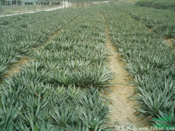 <a href='http://m.zishuwang.com.cn/linmuzhongzi/1783.html' target='_blank'>劍麻種子</a>