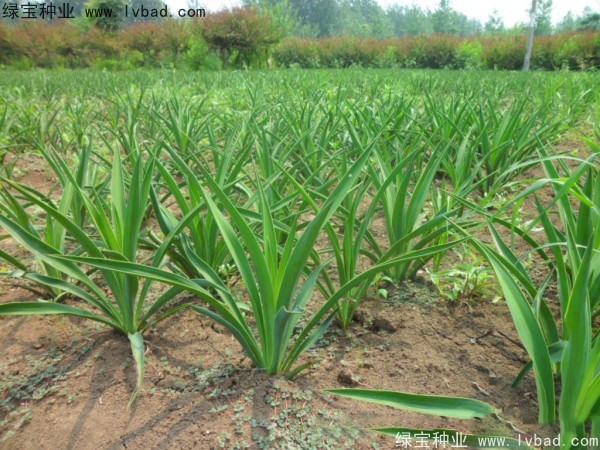 <a href='http://m.zishuwang.com.cn/linmuzhongzi/1783.html' target='_blank'>劍麻種子</a>
