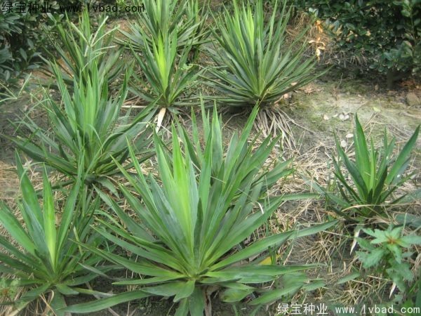 劍麻<a href='http://m.zishuwang.com.cn/' target='_blank'>種子</a>