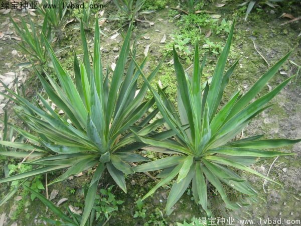 劍麻<a href='http://m.zishuwang.com.cn/' target='_blank'>種子</a>