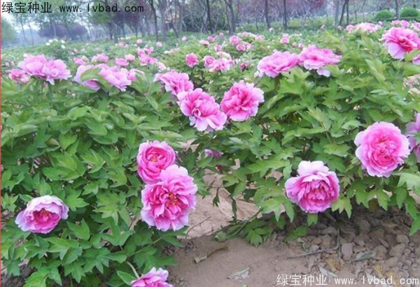 <a href='http://m.zishuwang.com.cn/linmuzhongzi/1785.html' target='_blank'>牡丹種子</a>