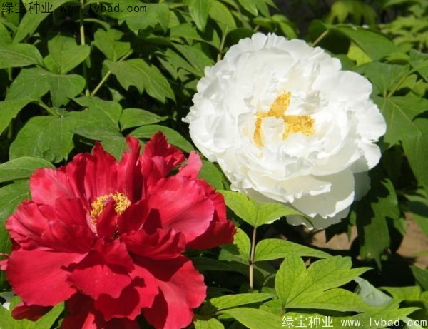 牡丹<a href='http://m.zishuwang.com.cn/' target='_blank'>種子</a>