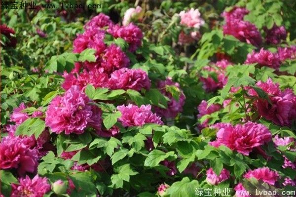<a href='http://m.zishuwang.com.cn/linmuzhongzi/1785.html' target='_blank'>牡丹種子</a>