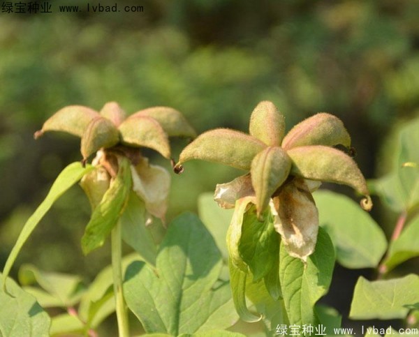 牡丹<a href='http://m.zishuwang.com.cn/' target='_blank'>種子</a>